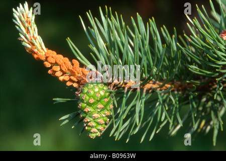 Dettaglio, Pigna, pino silvestre (Pinus sylvestris), Tirolo, Austria Foto Stock