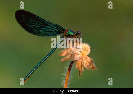 Belle Demoiselle damselfly (Calopteryx virgo), Tirolo del nord, Austria, Europa Foto Stock