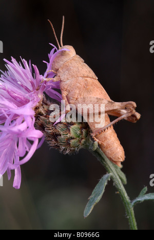 Blu-winged Grasshopper (Oedipoda caerulescens), Velturno, Bolzano, Italia, Europa Foto Stock