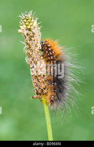 Giardino Tiger Moth caterpillar (Arctia caja), Kramsach, Tirolo, Austria, Europa Foto Stock
