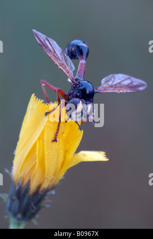 Spessore capo-Fly, Wasp Fly (Physocephala rufipes) appollaiato su un fiore giallo, Filz, Woergl, Tirolo, Austria, Europa Foto Stock