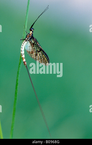 Green Drake Mayfly, Dayfly (Ephemera danica), Tauber Giessen, Germania, Europa Foto Stock