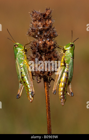 Prato Grasshopper (Chorthippus parallelus), Tirolo, Austria Foto Stock