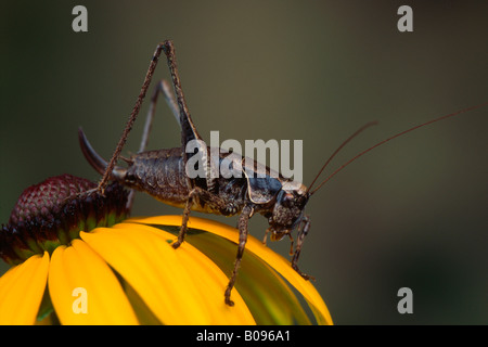 Dark Bush Cricket (Pholidoptera griseoaptera) appollaiato su un fiore, Tirolo, Austria Foto Stock