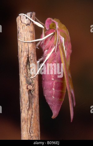 Elephant Hawk-moth (Deilephila elpenor), Nord Tirolo, Austria Foto Stock