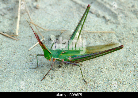 Inclinazione del Mediterraneo di fronte-Grasshopper (Acrida ungarica) Foto Stock