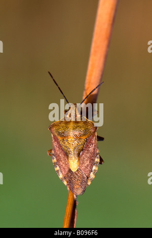 Bug di protezione (Carpocoris fuscispinus) Foto Stock