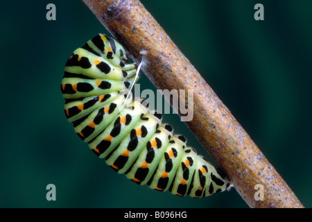 Il vecchio mondo a coda di rondine o comune a coda di rondine giallo caterpillar (Papilio machaon), Schwaz, in Tirolo, Austria Foto Stock