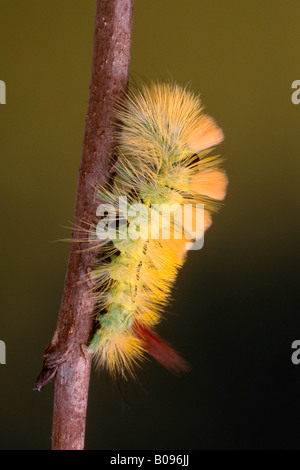 Pale Tussock Moth caterpillar (Dasychira pudibunda), Nord Tirolo, Austria Foto Stock