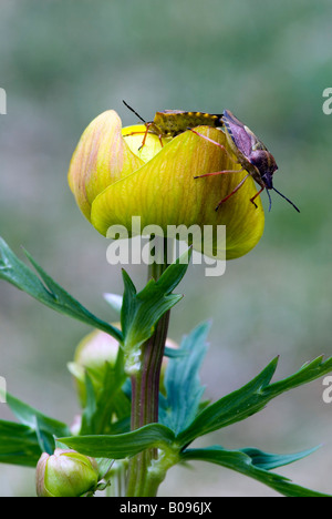 Sloe Bugs (Dolycoris baccarum) appollaiato su un globo fiore o Globeflower (Trollius europaeus), il lago Riedenersee, Valle del Lech, Ti Foto Stock