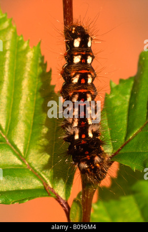 Giallo-tail Moth caterpillar (Euprochis similis), Tirolo, Austria Foto Stock