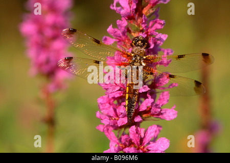 Quattro-spotted Chaser o quattro-spotted Skimmer dragonfly (Libellula quadrimaculata) appollaiato su un fiore, Nord Tirolo, Austria Foto Stock