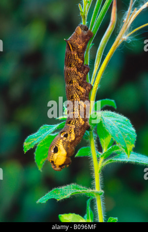 Elephant Hawk-moth caterpillar (Deilephila elpenor) Foto Stock