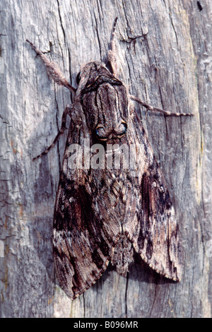 Convolvulus Hawk-moth (Agrius convolvuli), Schwaz, in Tirolo, Austria Foto Stock