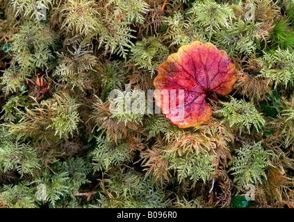 Foglie colorate giacente su un letto di muschio, Vomperloch, gamma Karwendel, Tirolo, Austria Foto Stock