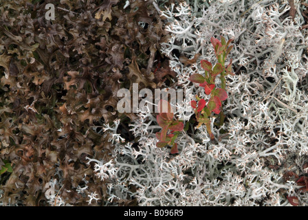 Islanda Moss (Cetraria islandica) sulla sinistra e Licheni delle renne (Cladonia portentosa) sulla destra, Kellerjoch, Schwaz, in Tirolo Foto Stock