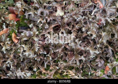 Islanda Moss (Cetraria islandica) Foto Stock