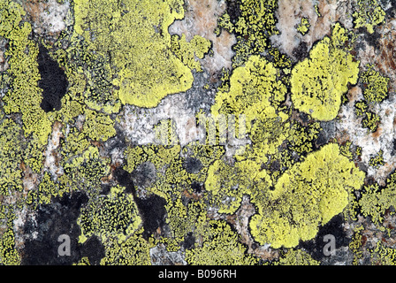 Mappa Lichen (Rhizocarpon geographicum), il Parco Nazionale degli Alti Tauri, Salisburgo, Austria Foto Stock