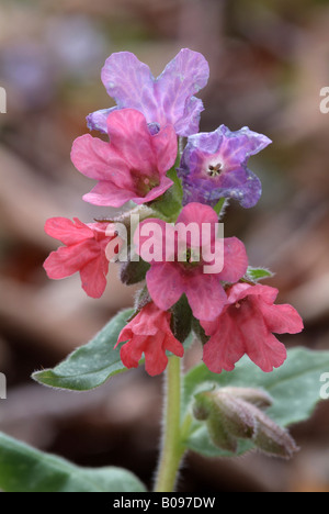 Lungwort (Pulmonaria officinalis), Tiefenbachklamm, Kramsach, Tirolo, Austria, Europa Foto Stock