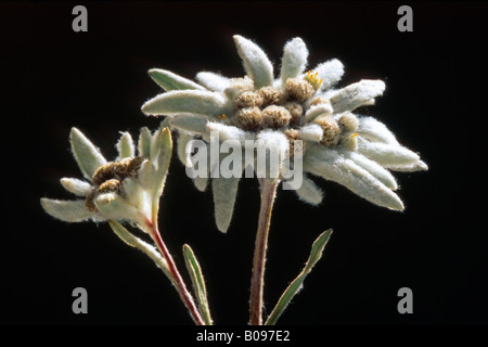 Edelweiss (Leontopodium alpinum), Schwaz, in Tirolo, Austria, Europa Foto Stock