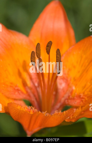 Fire Lily o Orange Lily (Lilium bulbiferum), Achensee, Tirolo, Austria, Europa Foto Stock