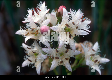 Bog Bean o Buckbean (Menyanthes trifoliata), Schwaz, in Tirolo, Austria, Europa Foto Stock