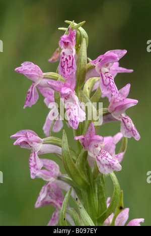 Early Marsh-orchid (Dactylorhiza incarnata), Martinau, Lechtal, Tirolo, Austria, Europa Foto Stock