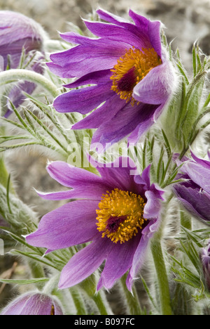 Piccola "Pasque Flower (Pulsatilla pratensis), nativo di Europa e Asia, Giardini Botanici a Innsbruck, Austria, Europa Foto Stock