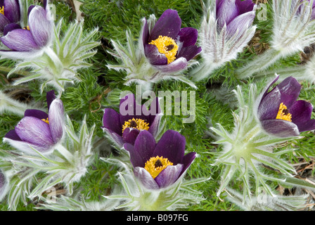 Piccola "Pasque Flower (Pulsatilla pratensis), nativo di Europa e Asia, Giardini Botanici a Innsbruck, Austria, Europa Foto Stock