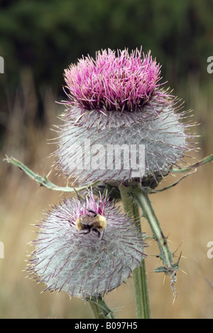 Lanosi Thistle (Cirsium eriophorum), il Parco Nazionale Svizzero, Engadina, Svizzera, Europa Foto Stock