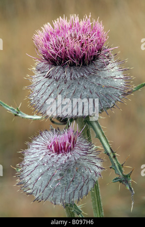 Lanosi Thistle (Cirsium eriophorum), il Parco Nazionale Svizzero, Engadina, Svizzera, Europa Foto Stock