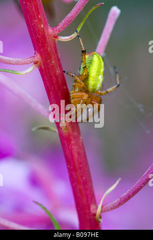 Cucumber green Spider (Araneus cucurbitinus, Araniella cucurbitina), il lago Achensee, Tirolo, Austria, Europa Foto Stock