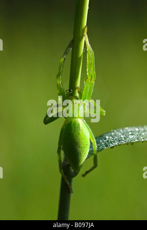 Green Huntsman Spider (Micrommata virescens), Lohr, Kramsach, Tirolo, Austria, Europa Foto Stock