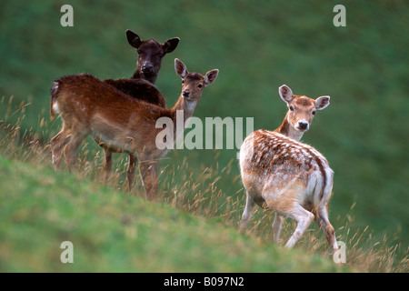 Daini (Dama Dama), Aurach, Tirolo, Austria, Europa Foto Stock