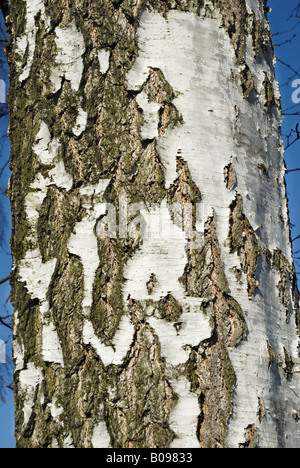 Incrinato bianca corteccia di betulla (Betula pubescens) Foto Stock