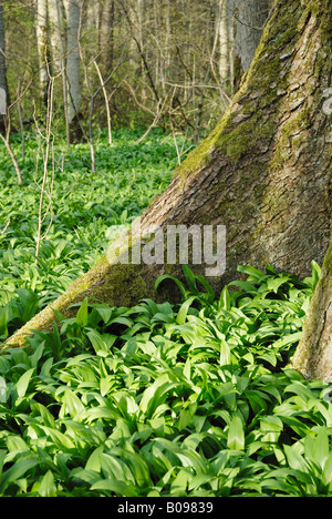 Aglio selvatico o l'Aglio orsino (Allium ursinum) crescente tra le radici di un albero di acero, Kaltenaue vicino a Bad Feilnbach, Baviera, Foto Stock