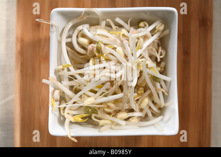 I germogli di soia, i germogli di soia in una piccola ciotola Foto Stock