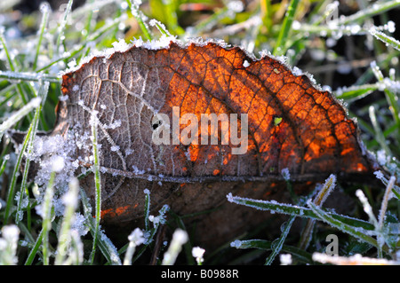 Mattina gelo su una foglia essiccato Foto Stock