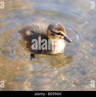 Unico anatroccolo sul fiume Blackwater, Coggeshall, Essex. Foto Stock