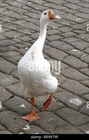 Embden oche camminando su ciottoli Anser anser domesticus Foto Stock