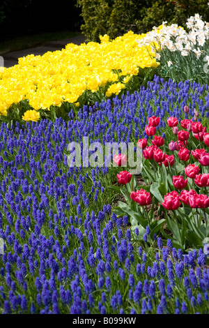 Tulipani e Giacinto giardini keukenhof olanda Foto Stock