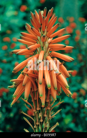 Aloe x Spinosissima (nome comune: Spider Aloe) Foto Stock