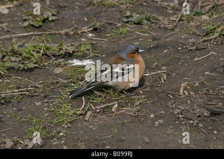 Fringuello maschio che stava in piedi sul suolo fringilla coelebs Foto Stock