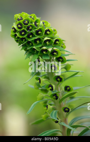 EUPHORBIA CHARACIAS perla nera di euforbia Foto Stock