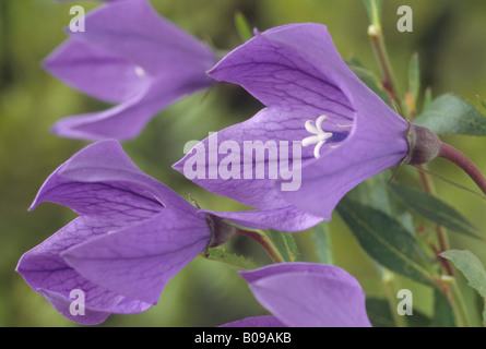 Platycodon grandiflorus 'Mariesii' AGM (palloncino fiore) Foto Stock