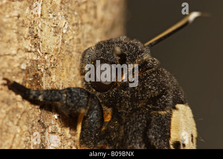 Totenkopfschwärmer Acherontia atropo Foto Stock