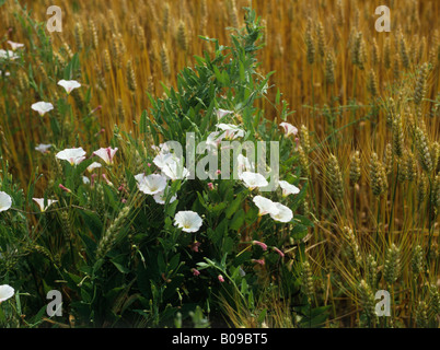 Campo centinodia Convolvulus arvense fioritura annuale di erbaccia di seminativi in una coltivazione di grano in Francia Foto Stock