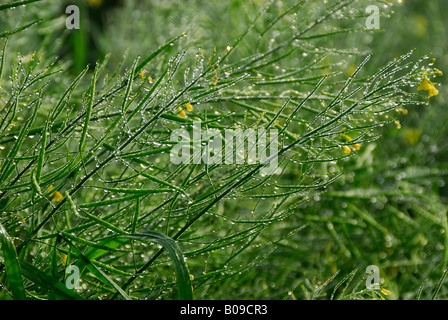 Di rugiada scende sulla scopa Foto Stock