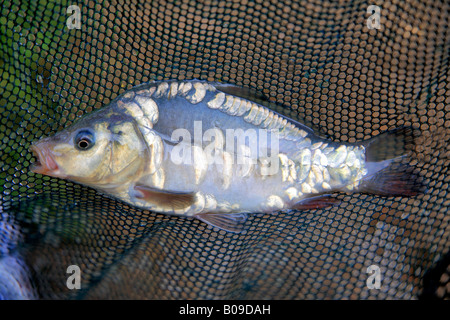 La carpa comune in rete da pesca (Cyprinus carpio) Decoy Carp laghi vicini Whittlesey Cambridgeshire England Regno Unito Regno Unito Foto Stock