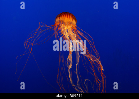 I Lions Mane meduse, Aquarium di Vancouver Foto Stock